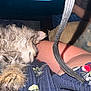 Gizmo is registered to the contest to win money with this photo: arm, cat, closeup, clothing, cozy, domestic, fabric, fluffy, fur, indoor, lap, nap, pattern, person, pet, relaxing, resting, skin, sleeping, striped