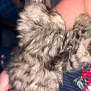 Gizmo joined the competition — help win amazing prizes! animal, blue_shirt, cat, closeup, clothing, cozy, cute, floral_pattern, fluffy, fur, grey, human_arm, human_chest, indoor, kitten, pet, resting, snuggling, soft, tabby