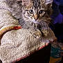 Gizmo is registered to the contest to win money with this photo: animal, cat, closeup, curious, cute, eyes, fur, furniture, indoor, kitten, mammal, pet, portrait, resting, soft, tabby, texture, towel, whiskers, young
