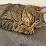 cat, tabby, sleeping, paw, fur, closeup, pet, animal, cozy, resting, whiskers, ears, indoor, cute, relaxed, feline, mammal, soft, peaceful, nap