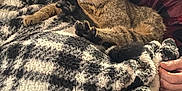 Frankie joined the competition — help win amazing prizes! animal, baby, blanket, cat, couch, furniture, kitten, person, pet, quilt, sleeping