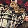animal, baby, blanket, cat, couch, furniture, kitten, person, pet, quilt, sleeping