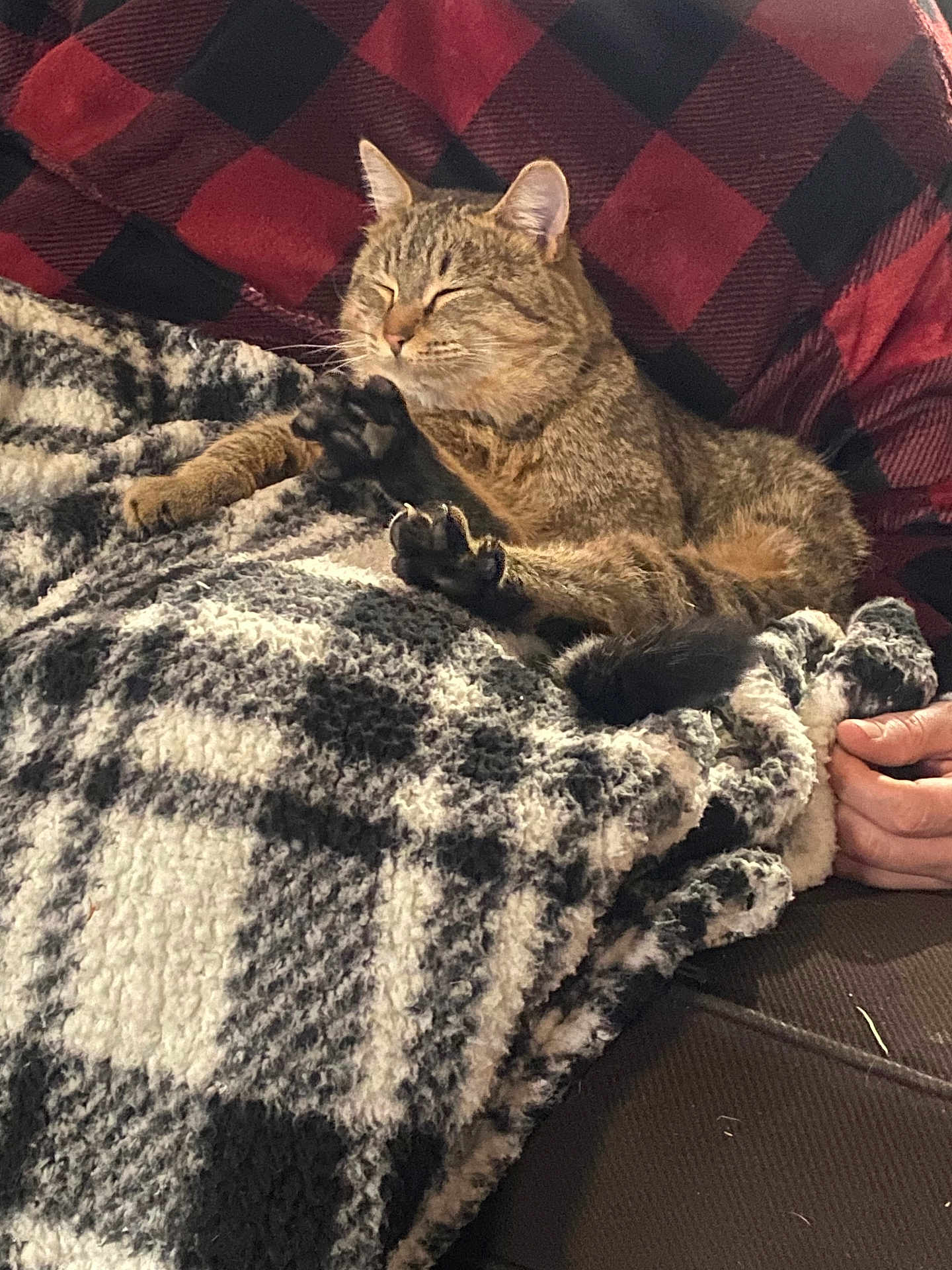 Frankie