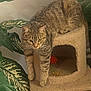 Frankie joined the competition — help win amazing prizes! cat, tabby_cat, cat_tree, indoor, houseplant, green_leaves, pet, animal, feline, fur, whiskers, paws, curious, resting, domestic, cute, tabby, striped, climbing, cozy
