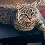 Frankie is registered to the contest to win money with this photo: cat, tabby_cat, feline, pet, animal, fur, whiskers, ears, eyes, face, table, wooden_floor, indoor, resting, relaxed, domestic_cat, closeup, mammal, cute, laying_down
