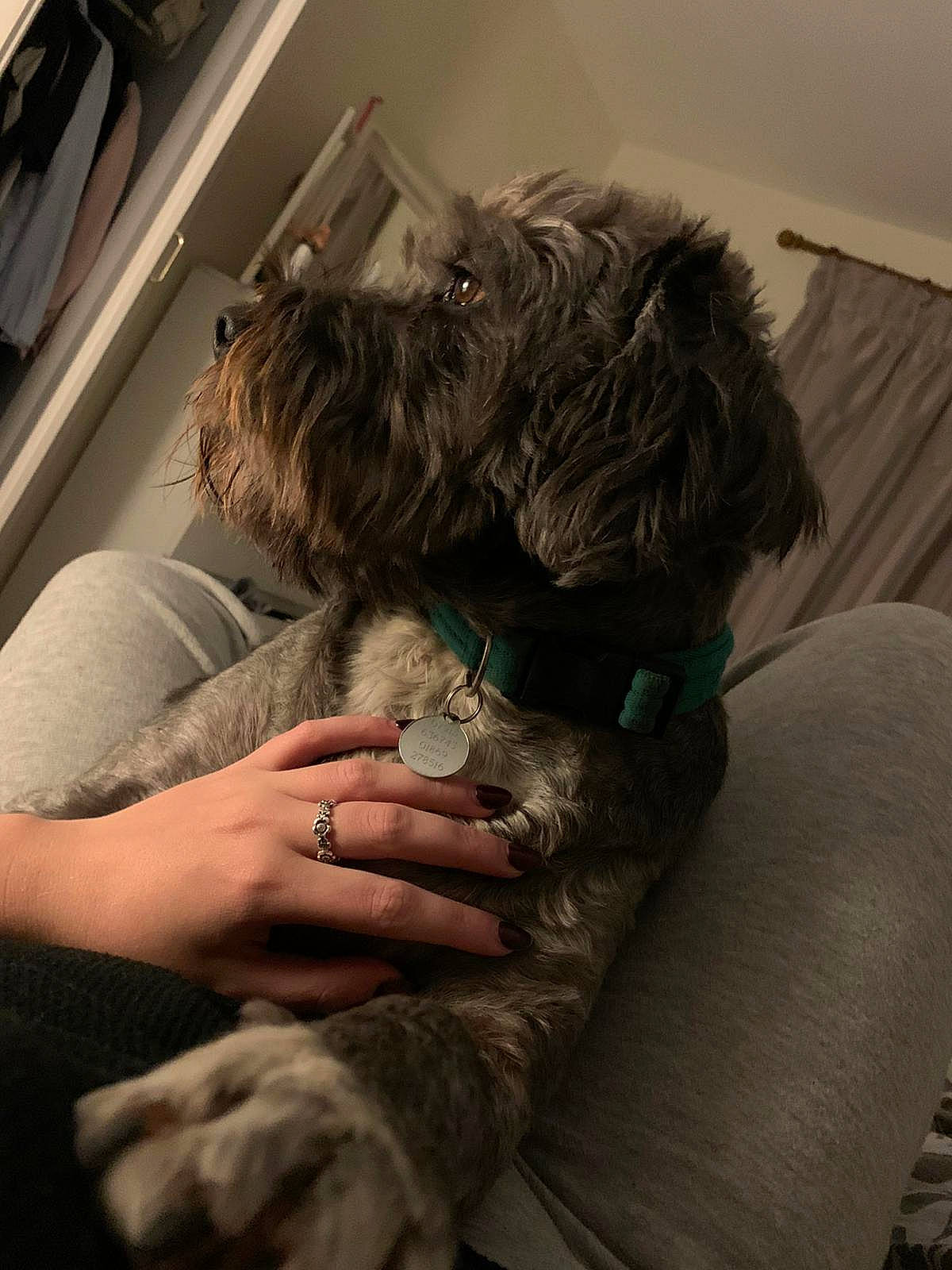 Oscar joined the competition — help win amazing prizes! canidae, carnivore, chair, comfort, companion_dog, couch, dog, dog_breed, fur, labradoodle, nap, non_sporting_group, sitting, sleep, small_terrier, snout, sporting_group, terrier, toy_dog, water_dog