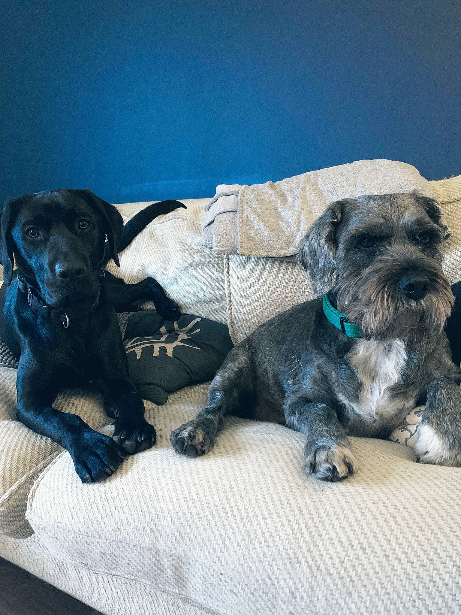 Oscar is registered to the contest to win money with this photo: canidae, carnivore, comfort, companion_dog, couch, dog, dog_breed, dog_collar, dog_supply, fawn, fur, grey, pet_supply, schnauzer, sitting, snout, sporting_group, standard_schnauzer, tail, working_animal