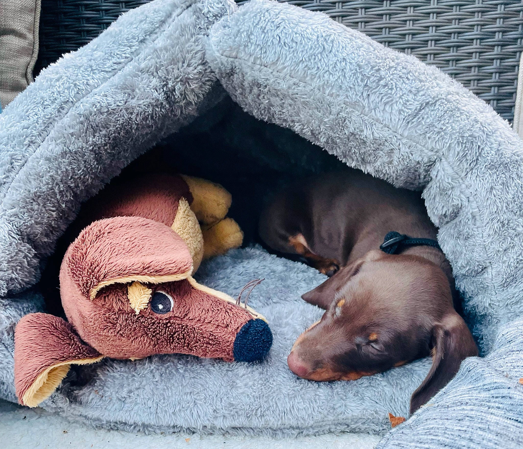 Freddie is registered to the contest to win money with this photo: blanket, canidae, carnivore, comfort, companion_dog, dog, dog_bed, dog_breed, dog_supply, fawn, fur, linens, liver, nap, paw, pet_supply, snout, sporting_group, working_animal