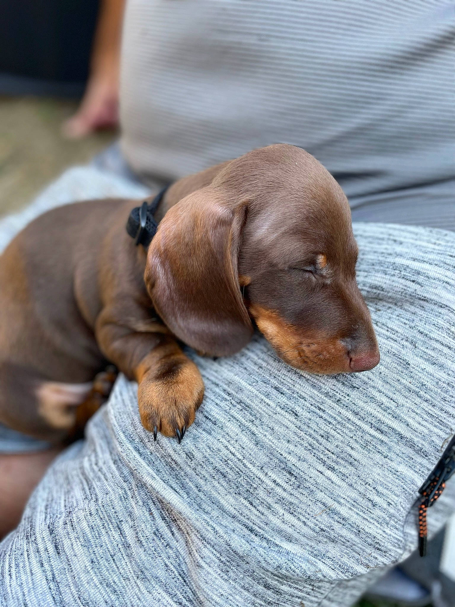 Freddie is registered to the contest to win money with this photo: canidae, carnivore, comfort, companion_dog, dog, dog_breed, dog_supply, fawn, fur, hound, hunting_dog, liver, pet_supply, scent_hound, sporting_group, terrestrial_animal, whiskers, working_animal