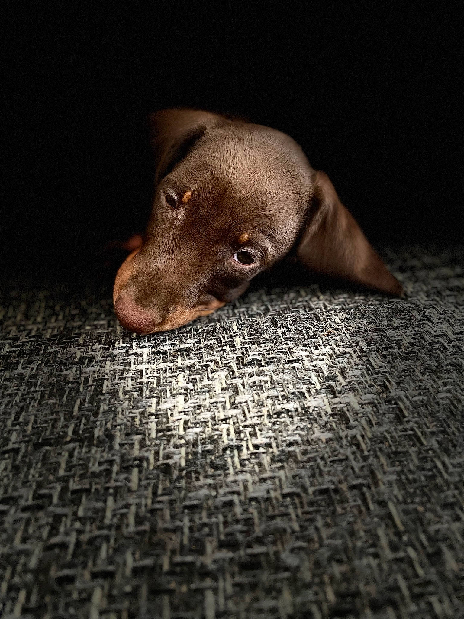 Freddie is registered to the contest to win money with this photo: canidae, carnivore, companion_dog, darkness, dog, dog_breed, flooring, fur, liver, snout, sporting_group, terrestrial_animal, tints_and_shades, whiskers, wood, working_animal