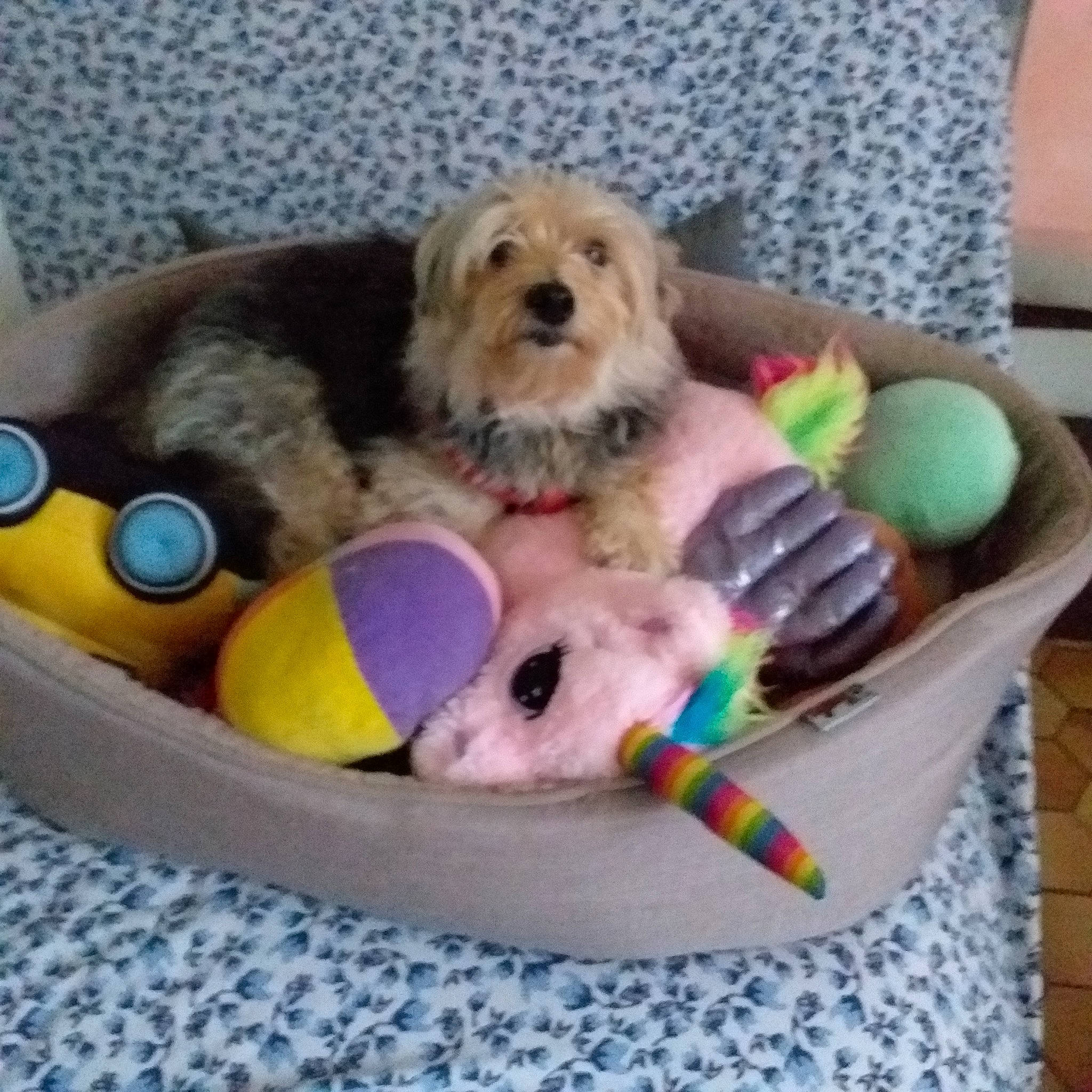 Lulu a rejoint le concours — aidez-le/la à gagner de superbes lots ! baby_toys, canidae, carnivore, cat_supply, companion_dog, dog, dog_bed, dog_breed, dog_supply, dog_toy, fur, pet_supply, sporting_group, stuffed_toy, tennis_ball, toy, toy_dog, working_animal