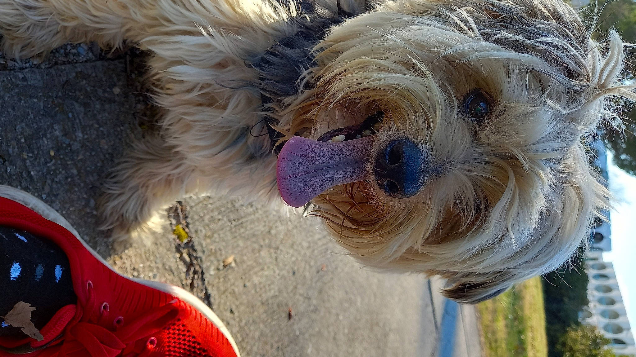 Lulu participe au concours pour gagner de l'argent avec cette photo : canidae, carmine, carnivore, collar, companion_dog, dog, dog_breed, dog_collar, dog_supply, fashion_accessory, fawn, fur, leash, pet_supply, small_terrier, snout, sporting_group, terrier, working_animal