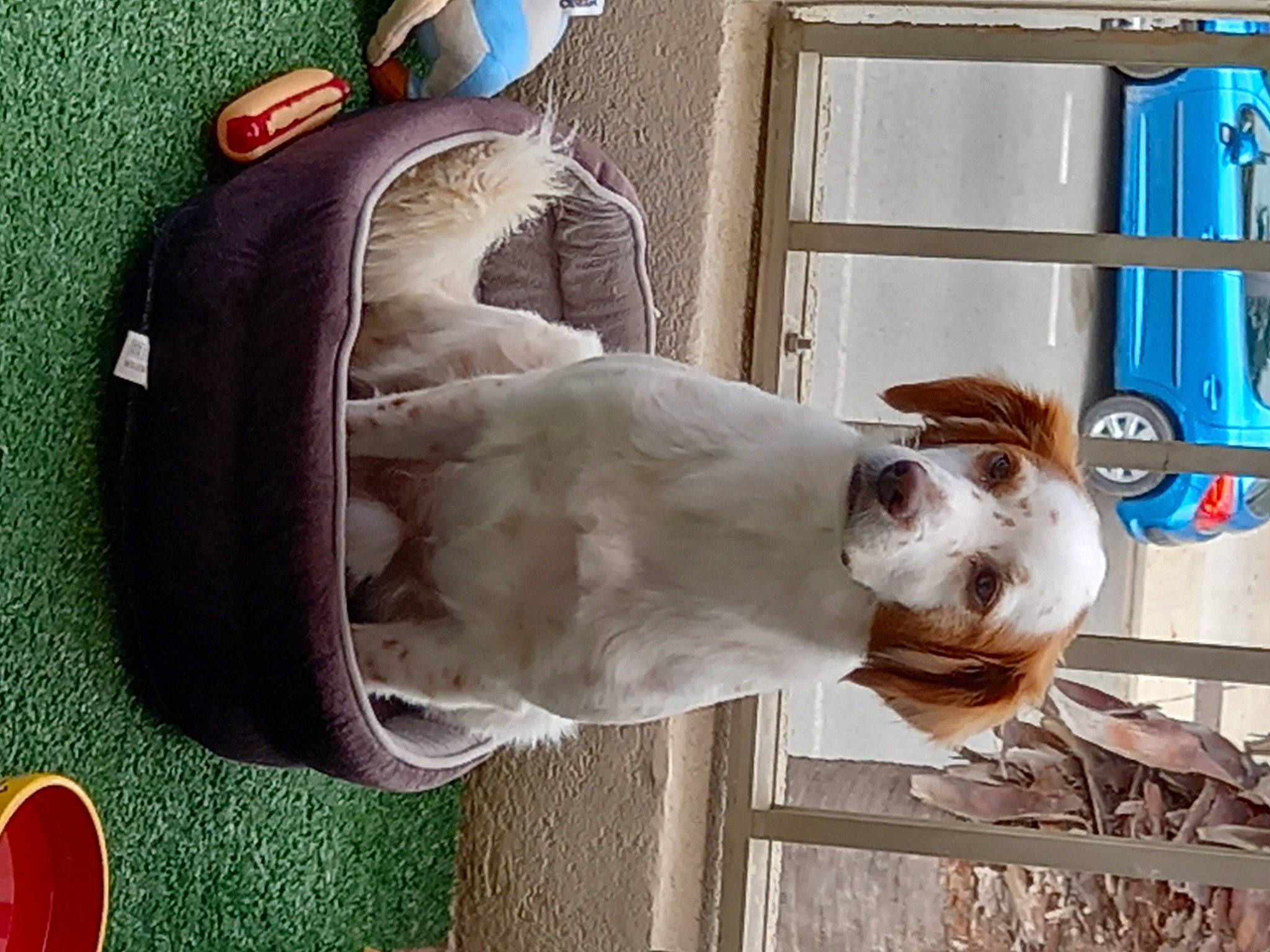 Ahkou participe au concours pour gagner de l'argent avec cette photo : canidae, carnivore, collar, companion_dog, dog, dog_breed, dog_supply, door, fawn, fence, fur, pet_supply, snout, sporting_group, vehicle_door, white, working_animal