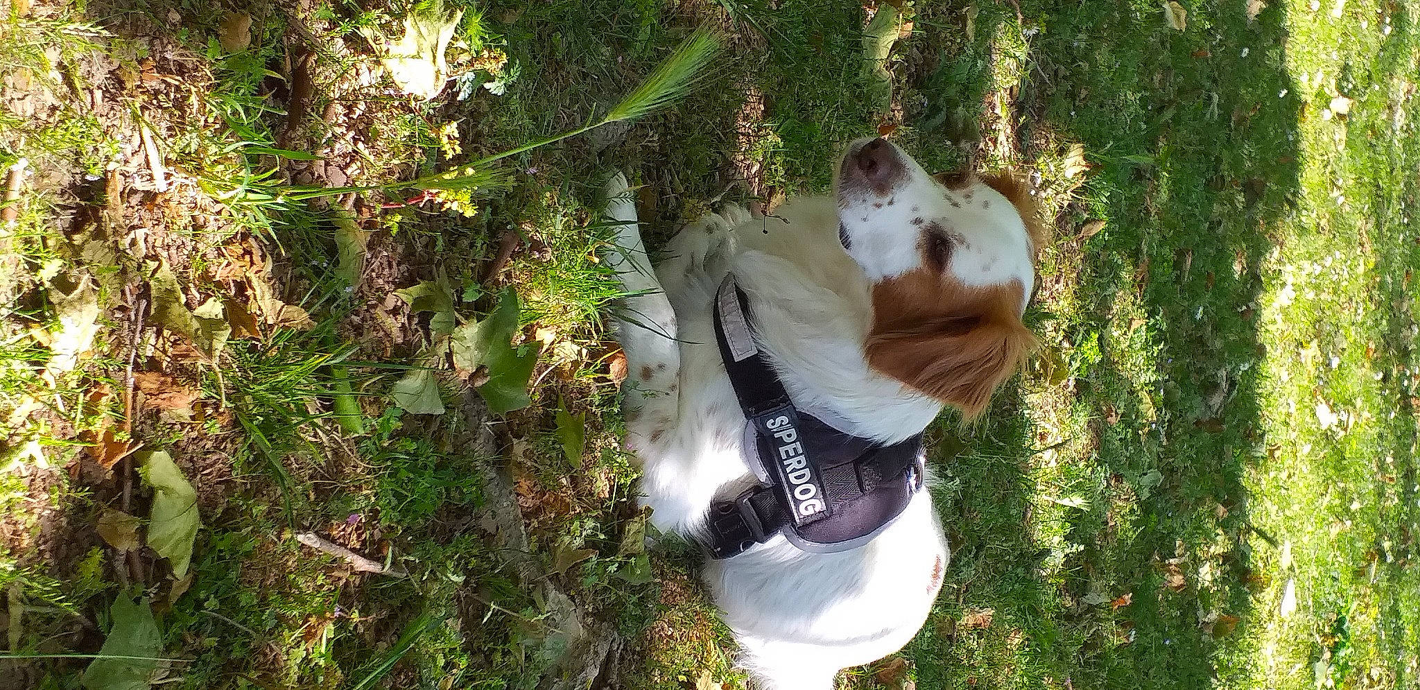 Ahkou a rejoint le concours — aidez-le/la à gagner de superbes lots ! canidae, carnivore, companion_dog, dog_breed, fawn, forest, fur, grass, jungle, people_in_nature, plant, shrub, sporting_group, tail, terrestrial_animal, tree, trunk, twig, wildlife, wood