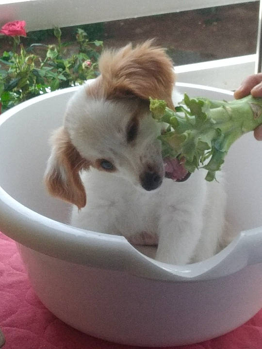 Ahkou participe au concours pour gagner de l'argent avec cette photo : animal_feed, carnivore, companion_dog, cuisine, dish, dishware, dog, dog_breed, dog_supply, fawn, food, ingredient, pet_supply, plant, porcelain, recipe, serveware, sporting_group, tableware, toy_dog