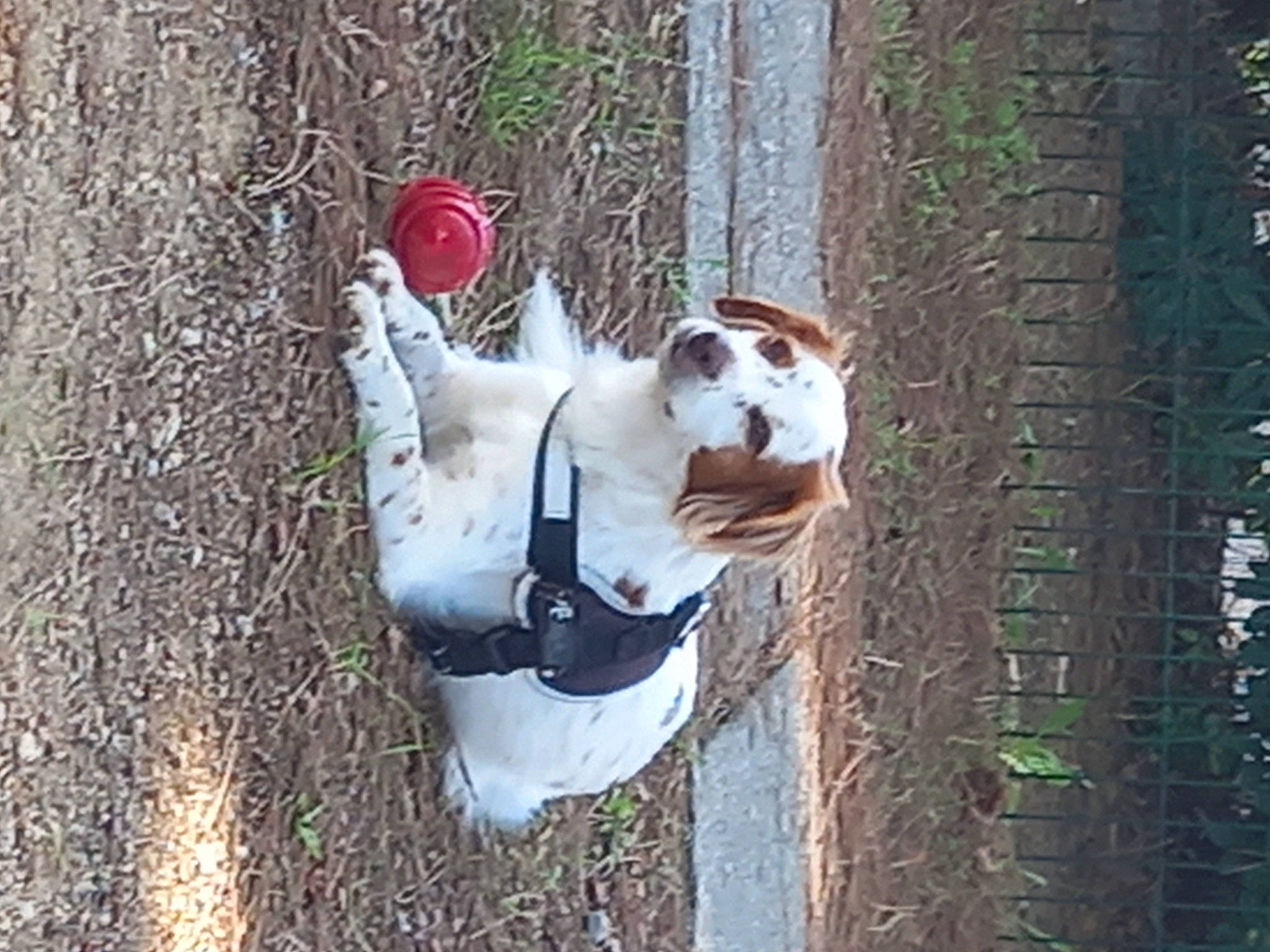 Ahkou a rejoint le concours — aidez-le/la à gagner de superbes lots ! adventure, canidae, carmine, carnivore, companion_dog, dog, dog_breed, fawn, fur, grass, non_sporting_group, plant, snout, sporting_group, tail, toy, tree, trunk, water, wood