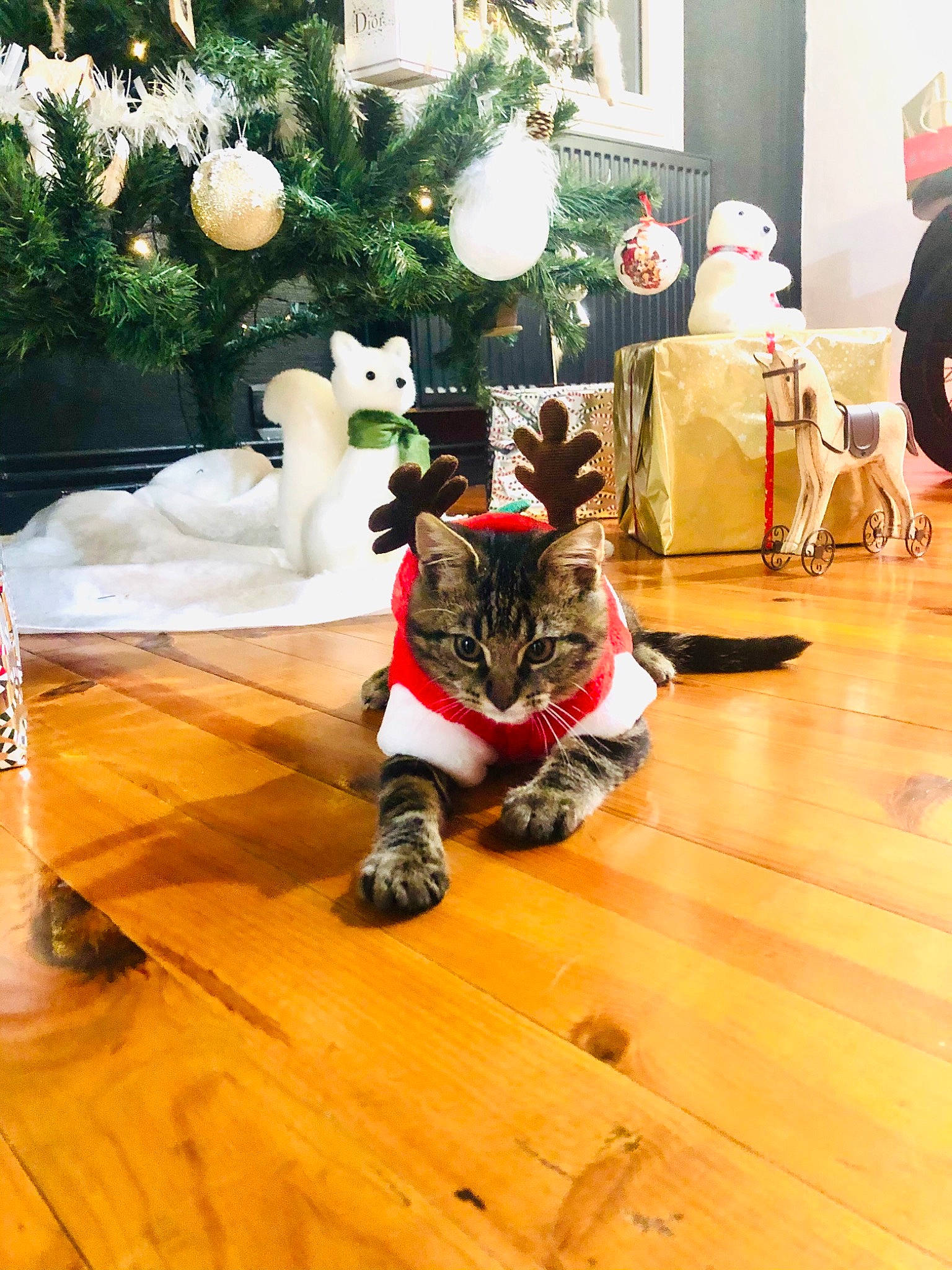 Cruzoe participe au concours pour gagner de l'argent avec cette photo : carnivore, cat, comfort, decoration, event, fawn, felidae, floor, flooring, hardwood, interior_design, laminate_flooring, plant, small_to_medium_sized_cats, tree, varnish, whiskers, wood, wood_flooring, wood_stain