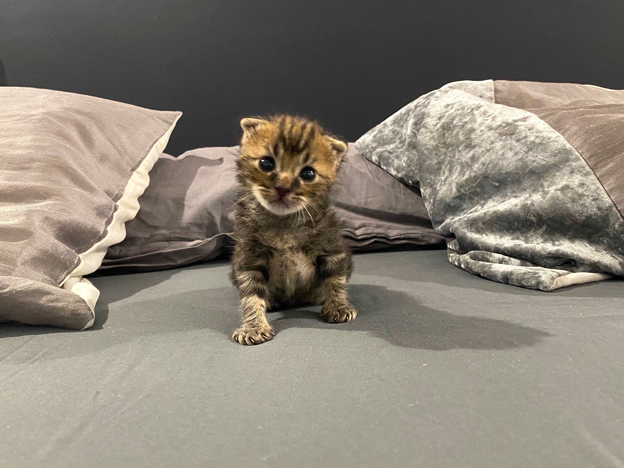 Cruzoe a rejoint le concours — aidez-le/la à gagner de superbes lots ! carnivore, cat, claw, comfort, domestic_short_haired_cat, eye, fawn, felidae, foot, fur, grey, human_leg, paw, road_surface, sitting, small_to_medium_sized_cats, snout, tail, terrestrial_animal, whiskers