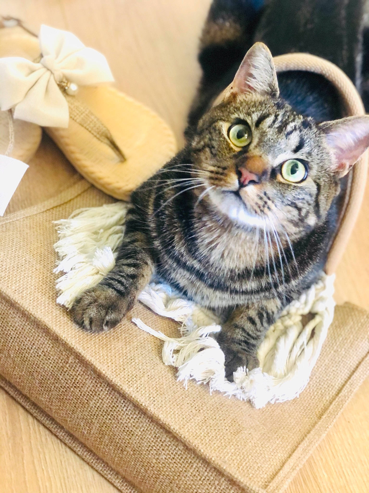 Cruzoe a rejoint le concours — aidez-le/la à gagner de superbes lots ! basket, box, carnivore, cat, domestic_short_haired_cat, felidae, fur, home_accessories, pattern, paw, sitting, small_to_medium_sized_cats, snout, terrestrial_animal, whiskers, window, wood