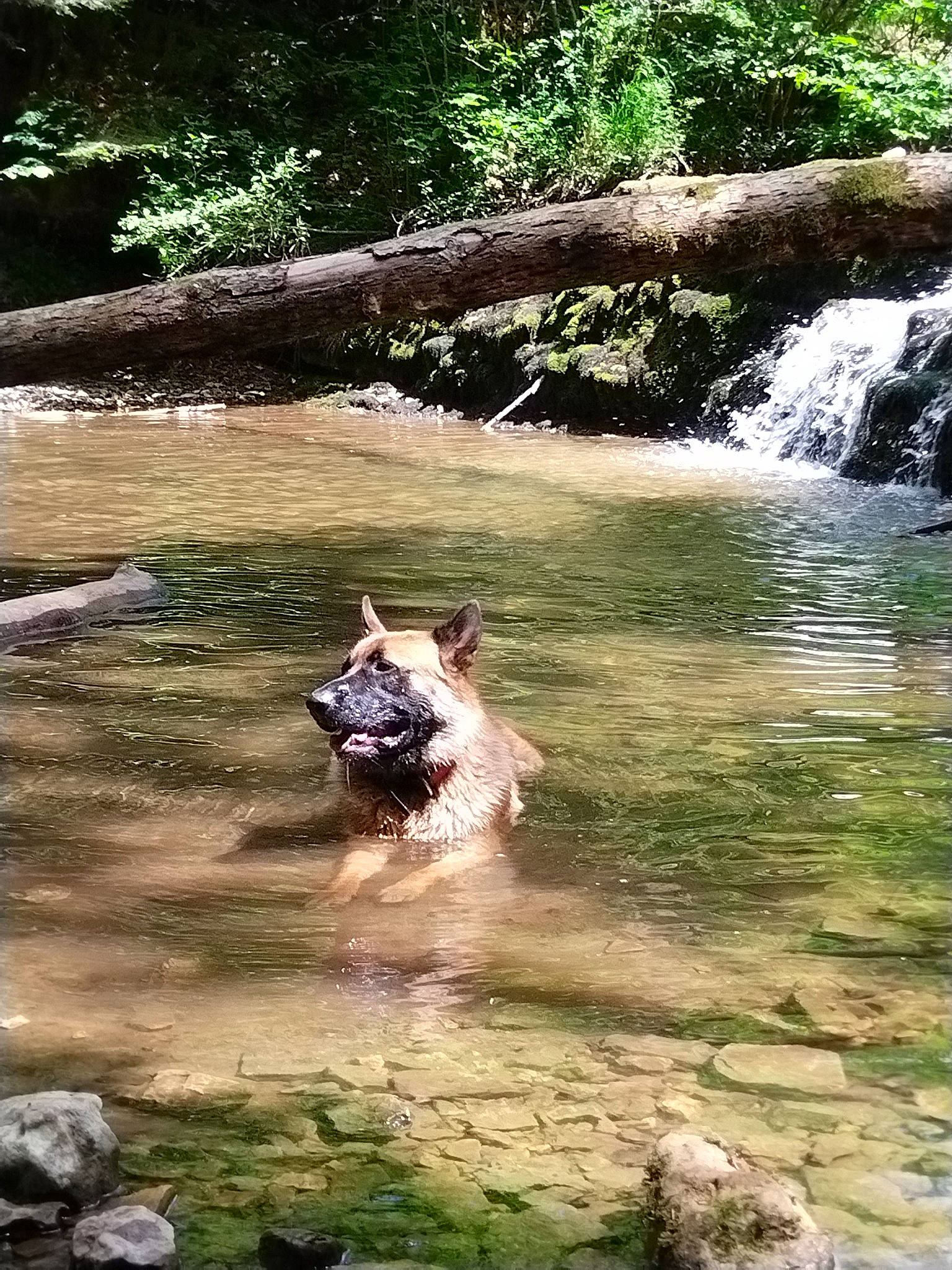 Seth participe au concours pour gagner de l'argent avec cette photo : bank, carnivore, fawn, fluvial_landforms_of_streams, forest, grass, green, landscape, leisure, natural_landscape, plant, recreation, spring, stream, terrestrial_animal, tree, water, water_resources, watercourse, waterfall