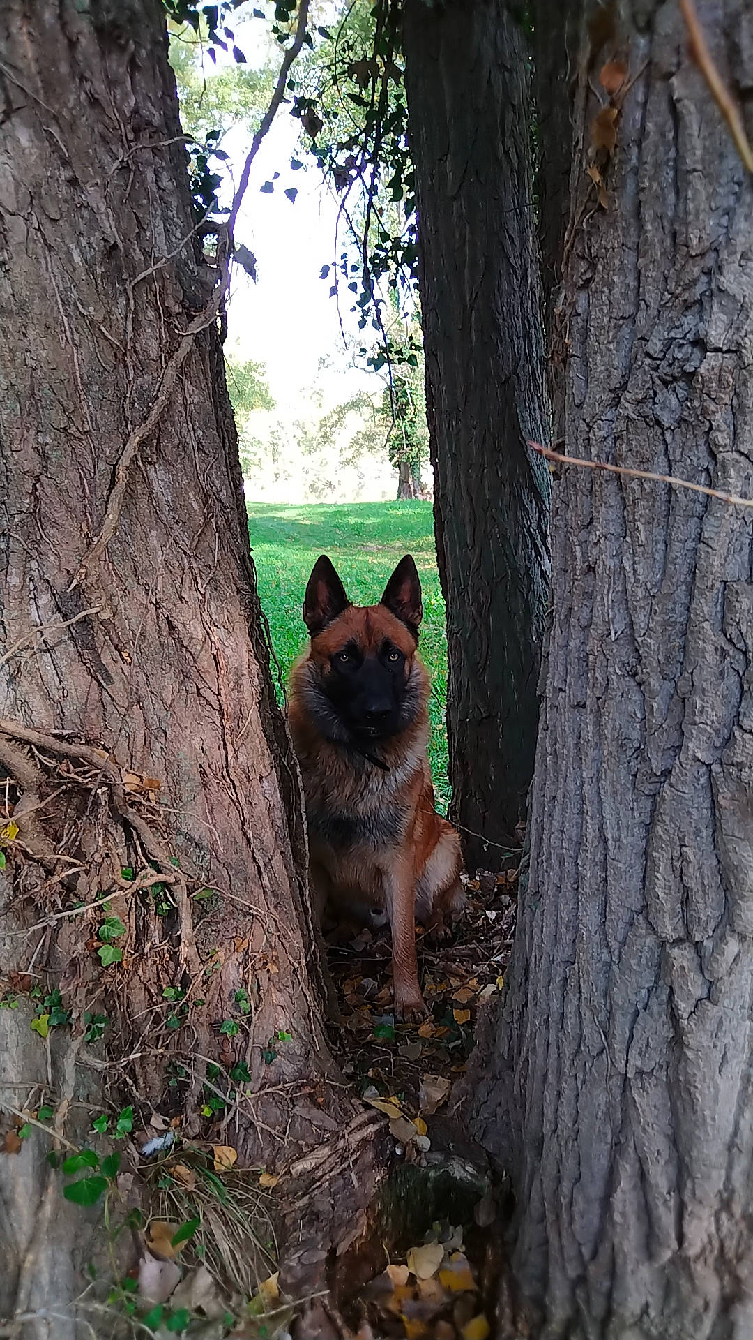 Seth a rejoint le concours — aidez-le/la à gagner de superbes lots ! brown, canidae, carnivore, dog_breed, fawn, felidae, forest, grass, plant, small_to_medium_sized_cats, snout, tail, terrestrial_animal, tints_and_shades, tree, trunk, twig, whiskers, wildlife, wood