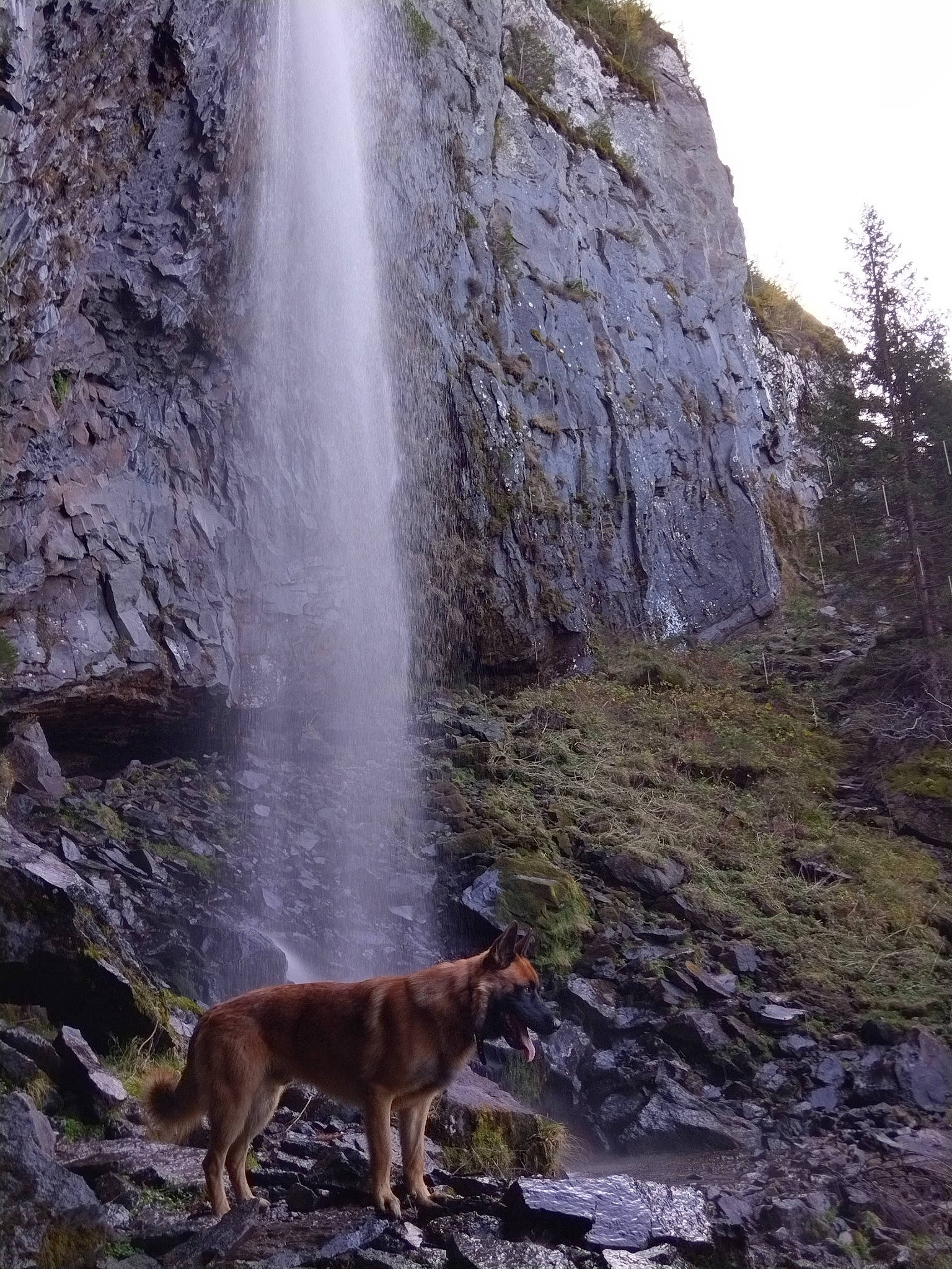Seth a rejoint le concours — aidez-le/la à gagner de superbes lots ! adventure, bedrock, carnivore, chute, dog, dog_breed, geology, mountain, natural_landscape, outcrop, plant, recreation, rock, sky, tree, walking, water, water_feature, waterfall, working_animal