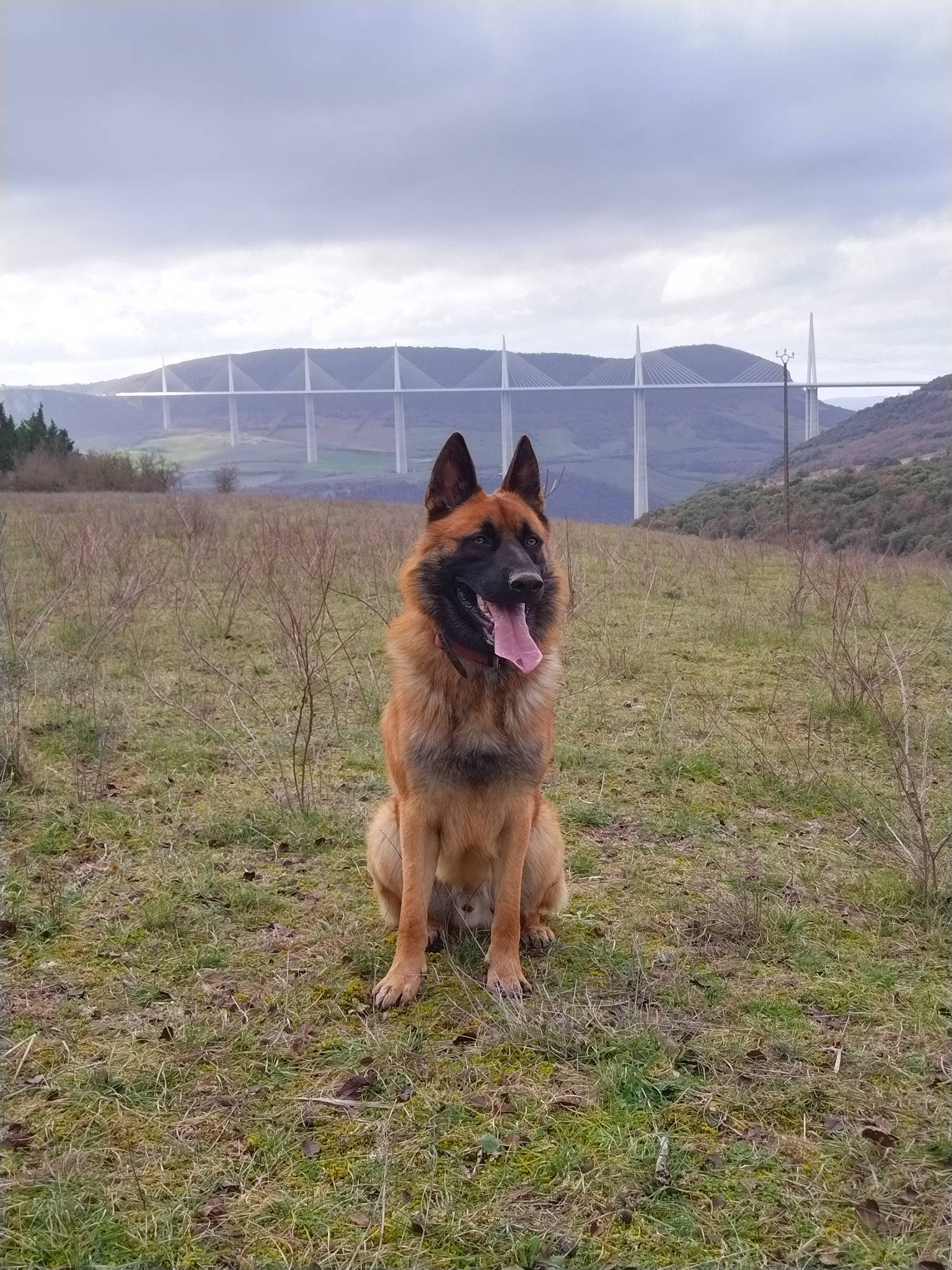 Seth participe au concours pour gagner de l'argent avec cette photo : canidae, carnivore, cloud, companion_dog, dog, dog_breed, east_european_shepherd, fawn, german_shepherd_dog, grass, herding_dog, king_shepherd, landscape, old_german_shepherd_dog, plant, sky, snout, sporting_group, wildlife, working_dog