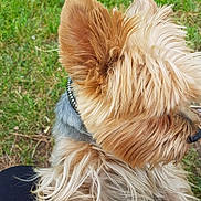 Dodi participe au concours pour gagner de l'argent avec cette photo : animal, beige, brown, canine, close_up, collar, cute, dog, domestic_animal, ear, fluffy, fur, grass, head, mammal, nature, outdoor, pet, profile, walking
