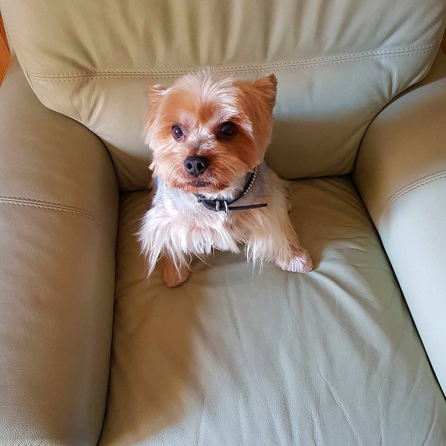 Dodi participe au concours pour gagner de l'argent avec cette photo : animal, beige_chair, brown_fur, collar, companion, cozy, curious, cute, dog, domestic_animal, fluffy, furniture, home, indoor, leather_chair, looking_up, pet, relaxed, seated, small_dog