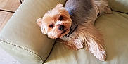 Dodi a rejoint le concours — aidez-le/la à gagner de superbes lots ! animal, collar, companion, cozy, curious, cute, dog, domestic_animal, floor_tile, fur, indoor, leather_couch, living_room, looking_at_camera, pet, relaxed, resting, small_dog, wood_paneling, yorkshire_terrier