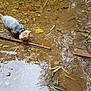 Dodi participe au concours pour gagner de l'argent avec cette photo : animal, brown, canine, curious, dog, exploring, forest_floor, fur, leaves, muddy, nature, outdoor, reflection, shallow_water, small_dog, sniffing, sticks, stream, water, wet