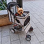 Dodi participe au concours pour gagner de l'argent avec cette photo : animal, bench, canine, city, companion, cute, daylight, dog, greenery, leisure, outdoor, pavement, pet_accessory, pet_stroller, sidewalk, small_dog, travel, urban, walking, wheels