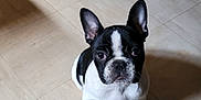 Teena participe au concours pour gagner de l'argent avec cette photo : adorable, animal, black_and_white, canine, companion, cute, dog, domestic_animal, ears, floor, french_bulldog, indoor, looking_up, pet, puppy, shadow, sitting, small_dog, tile_floor, young_dog