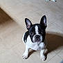 Teena participe au concours pour gagner de l'argent avec cette photo : dog, french_bulldog, puppy, black_and_white, pet, indoor, tile_floor, sitting, ears, cute, animal, looking_up, shadow, floor, young_dog, companion, domestic_animal, adorable, small_dog, canine