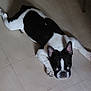 dog, black_and_white, french_bulldog, laying_down, floor, tile, pet, indoor, animal, cute, ears, face, paws, expression, looking_up, resting, companion, domestic, mammal, portrait