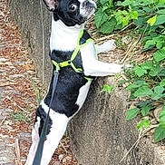 Teena participe au concours pour gagner de l'argent avec cette photo : dog, black_and_white, harness, greenery, stone_wall, outdoor, curious, leash, pet, canine, alert, nature, walk, side_view, ears_up, pavement, animal, small_dog, exploration, close_up