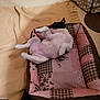 Teena a rejoint le concours — aidez-le/la à gagner de superbes lots ! dog, pet, dog_bed, blanket, floor, relaxed, lying_down, patchwork, brown, pink, animal, indoor, cute, playful, cozy, canine, resting, fur, small_dog, paws