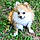 Tipy
