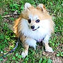 Tipy participe au concours pour gagner de l'argent avec cette photo : animal, canine, companion, cute, dog, eyes, fluffy, fur, grass, greenery, ground, happy, leash, nature, outdoor, pet, playful, pomeranian, sitting, small_dog