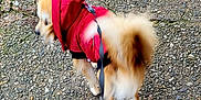 Tipy a rejoint le concours — aidez-le/la à gagner de superbes lots ! animal, canine, cute, daylight, dog, fluffy_tail, fur, gravel, hoodie, leash, leash_clip, motion_blur, outdoor, pavement, pet, red_hoodie, side_view, small_dog, walking, walking_path