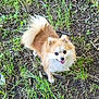 Tipy a rejoint le concours — aidez-le/la à gagner de superbes lots ! animal, brown_fur, cute, dirt, dog, eyes, fluffy, fur, grass, greenery, happy, nature, outdoor, pet, playful, pomeranian, small_dog, tail, tongue_out, twigs