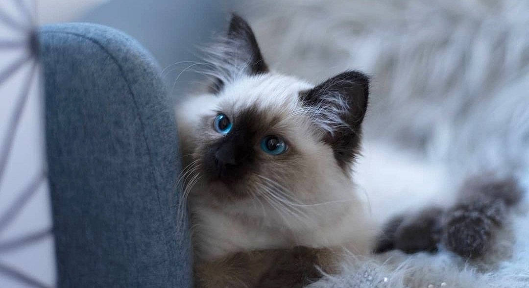 Miko a rejoint le concours — aidez-le/la à gagner de superbes lots ! balinese, birman, carnivore, cat, close_up, eye, eyebrow, fawn, felidae, fur, head, mammal, ragdoll, siamese, small_to_medium_sized_cats, snout, terrestrial_animal, thai, vertebrate, whiskers