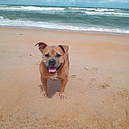 Moe is registered to the contest to win money with this photo: dog, beach, sand, ocean, waves, sky, clouds, sunlight, outdoor, pet, canine, tongue_out, happy, nature, water, shore, summer, animal, daytime, playful