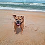 dog, beach, sand, ocean, waves, sky, clouds, sunlight, outdoor, pet, canine, tongue_out, happy, nature, water, shore, summer, animal, daytime, playful
