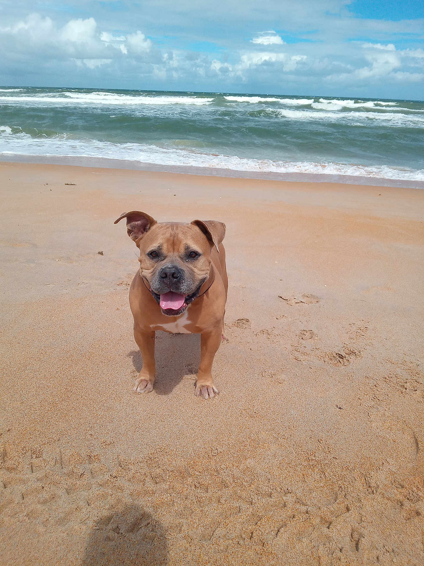Moe is registered to the contest to win money with this photo: dog, beach, sand, ocean, waves, sky, clouds, sunlight, outdoor, pet, canine, tongue_out, happy, nature, water, shore, summer, animal, daytime, playful