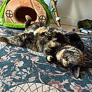 Nala joined the competition — help win amazing prizes! animal, cable, cat, cat_house, cozy, cute, decor, floor, floral_garland, fluffy, furniture, home, indoor, patterned_rug, pet, relaxed, resting, rug, sleeping, tortoiseshell