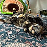 animal, cable, cat, cat_house, cozy, cute, decor, floor, floral_garland, fluffy, furniture, home, indoor, patterned_rug, pet, relaxed, resting, rug, sleeping, tortoiseshell
