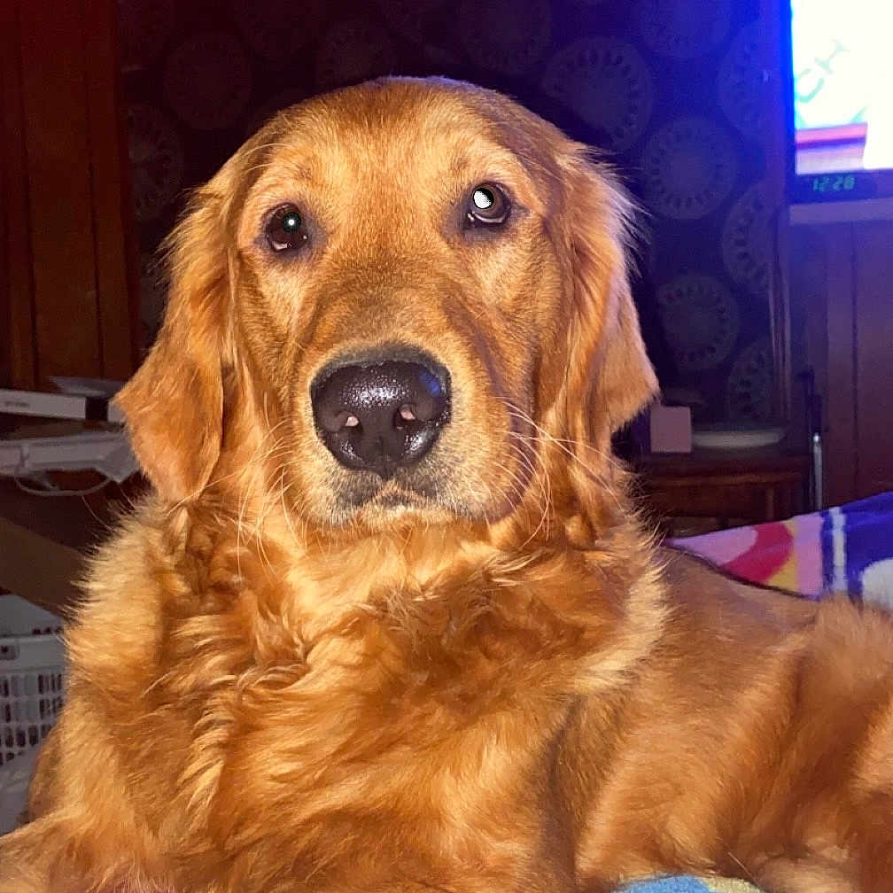Julius Ceasar joined the competition — help win amazing prizes! animal, blanket, canine, companion, cozy, cute, dog, domestic_animal, face, friendly, fur, golden_retriever, indoors, living_room, lying_down, mammal, pet, portrait, relaxed, wooden_wall