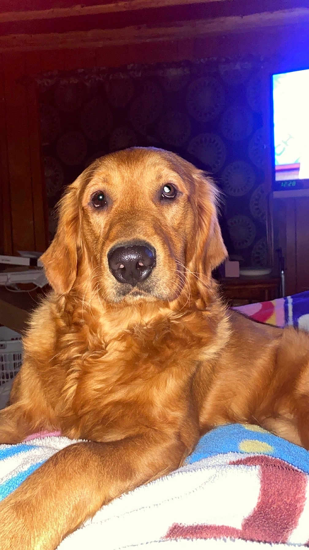 Julius Ceasar joined the competition — help win amazing prizes! golden_retriever, dog, pet, animal, indoors, blanket, cozy, fur, mammal, lying_down, wooden_wall, domestic_animal, cute, companion, portrait, relaxed, friendly, living_room, face, canine