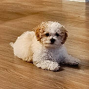 Benny is registered to the contest to win money with this photo: puppy, dog, curly_fur, indoor, wooden_floor, cute, pet, animal, small_dog, lying_down, fluffy, brown_and_white, floor, domestic_animal, companion, young_dog, adorable, laying, fur, canine